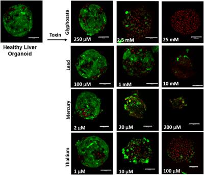 Environmental Toxin Screening Using Human-Derived 3D Bioengineered Liver and Cardiac Organoids